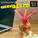 【店内全品ポイント2倍】 母の日 鉢植え ギフト プレゼント 観葉植物 ハイドロカルチャー ネオレゲリア オレンジゼオライト 土を使わない ミニ 観葉 誕生日 ...