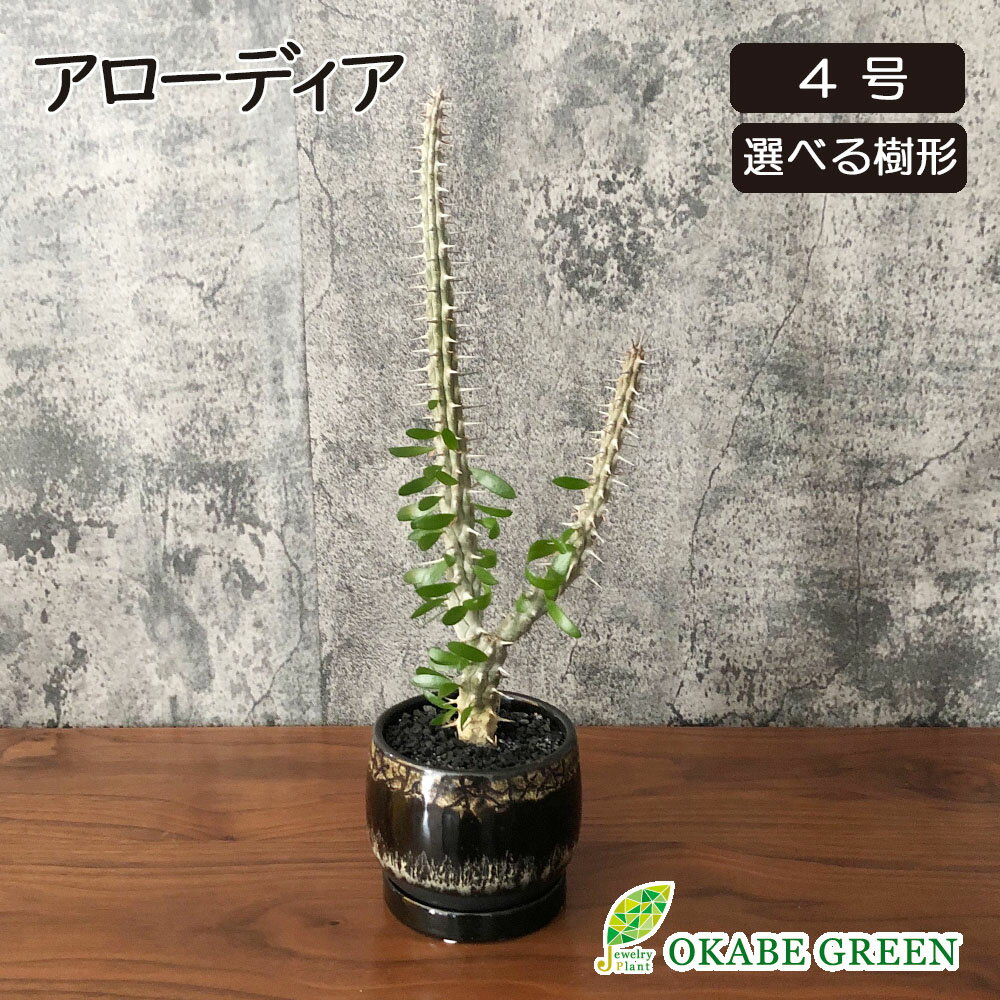 【店内全品5%OFFクーポン配布中】 観葉植物 希少品種 小さい アローディア 4号 【現品】 選べる樹形 黒デザイン陶器鉢 ラッピング無料 ビザールプランツ 塊根植物 多肉植物 コーデックス おしゃれ 小さい 鉢植え お祝い 誕生日 インテリア 送料無料