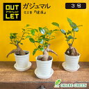 【店内2個同時購入10%OFFクーポン配布中】 観葉植物 小さい ミニ ガジュマルの木 がじゅまる フィカス 小さい 3号 鉢植え アウトレット 【961円OF...