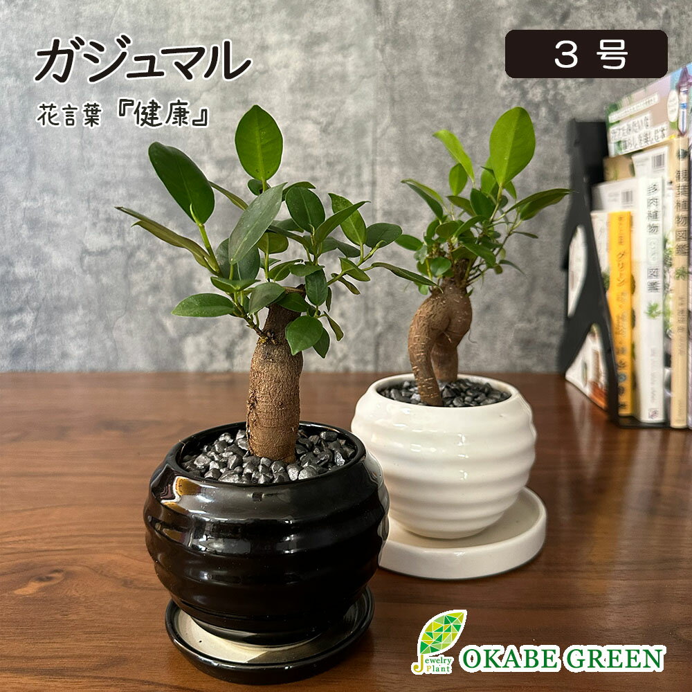 観葉植物 小さい ガジュマルの木 フィカス 3号 選べる 丸つや陶器鉢 ラッピング無料 がじゅまる 受皿付 小さい おしゃれ 鉢植え 父の日 ギフト プレゼント 花言葉 多幸の木 誕生日 送料無料