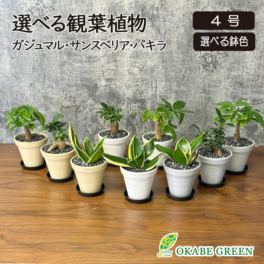 【2個同時購入5％OFFクーポン配布中】 観葉植物 小さい ミニ 選べる ガジュマル パキラ サンスベリア 4号 エコポット鉢 ラッピング無料 おしゃれ 父の日 ギフト プレゼント 鉢植え 花言葉 多幸の木 誕生日 新築祝い お祝い 送料無料 [黒2]