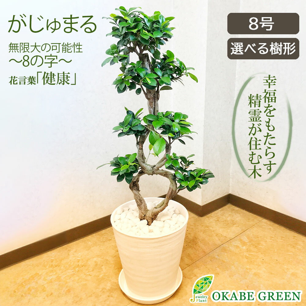 楽天市場】パンダガジュマル 8号の通販 楽天市場】パンダガジュマル 8号の通販