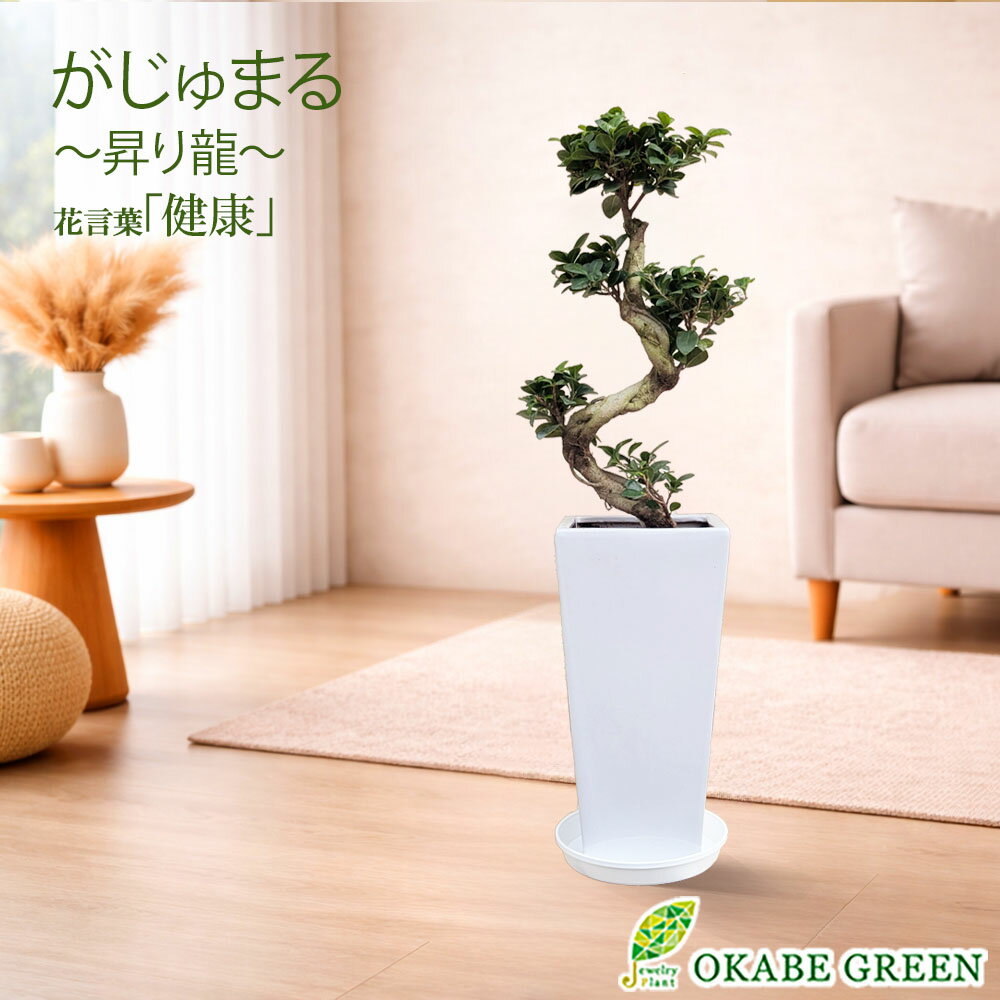 観葉植物 大型 ガジュマルの木 フィカス 昇り竜 8号 白セラアート鉢 開店祝 ラッピング無料 開店祝 鉢植え 縁起物 多幸の木 幹曲がり おしゃれ 人気 お祝い 誕生日 お歳暮 ギフト プレゼント 送料無料 【緑】