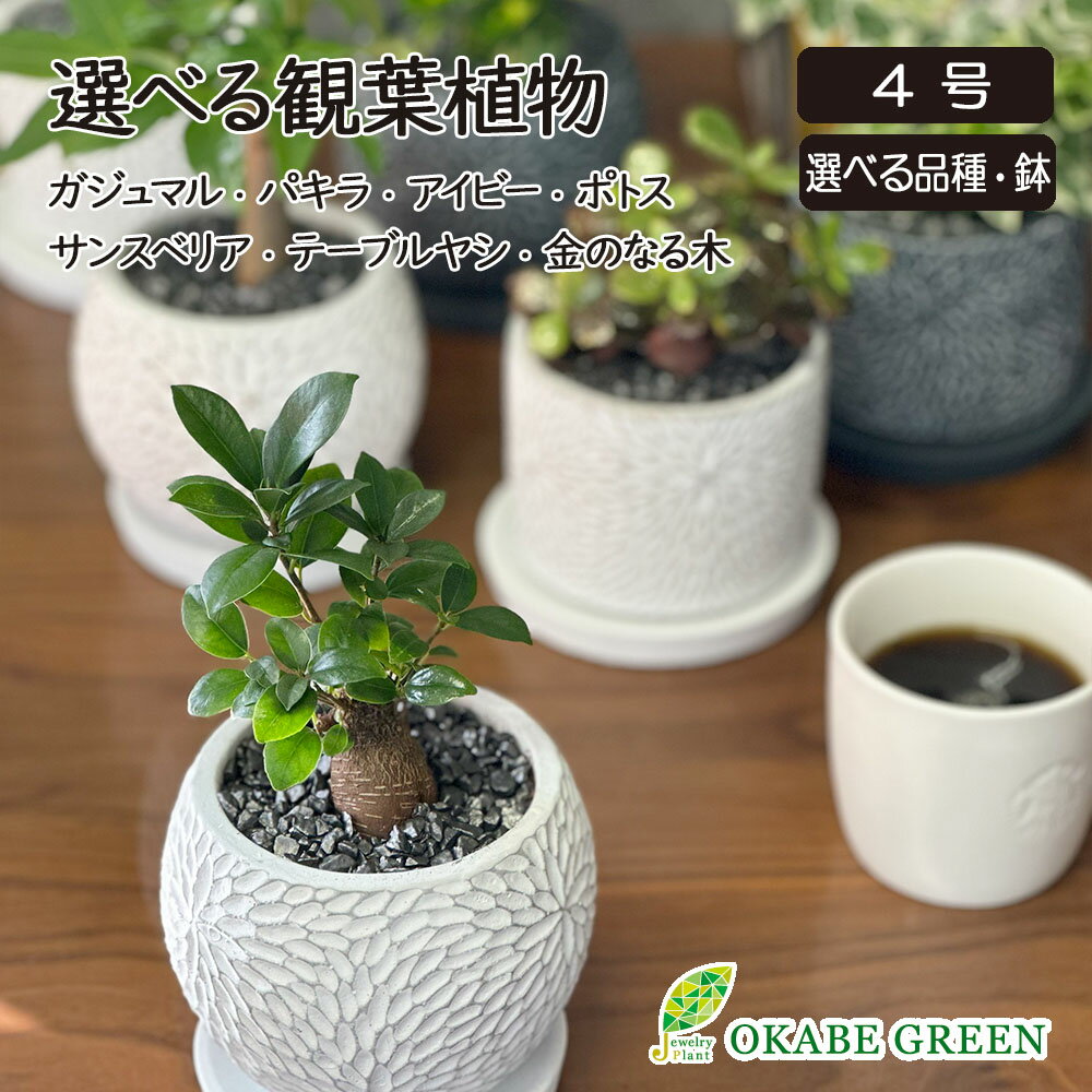 観葉植物 小さい ミニ 選べる植物 ラッピング無料 ガジュマルの木 サンスベリア パキラ アイビー 金のなる木 テーブルヤシ 4号 陶器鉢 【直植え】 父の日 ギフト プレゼント 鉢植え おしゃれ 誕生日 送料無料