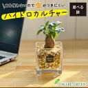 【店内全品ポイント2倍】 母の日 鉢植え ギフト プレゼント 観葉植物 ハイドロカルチャー ガジュマル ベージュゼオライト 土を使わない ミニ 観葉 誕生日 初...