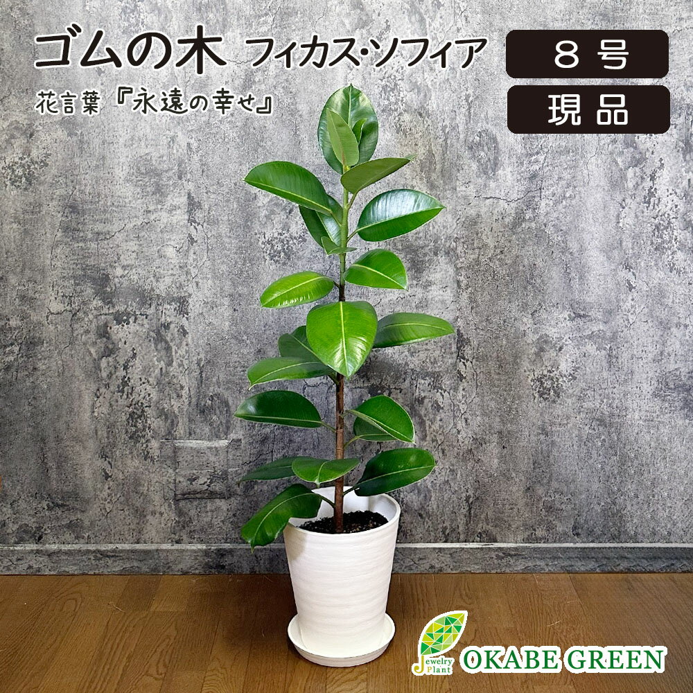 【店内全品5%OFFクーポン配布中】 観葉植物 ゴムの木 インドゴム フィカス ソフィア 【現品】 8号 白セラアート鉢 ラッピング無料 おしゃれ 鉢植え 人気 お祝い 誕生日 お歳暮 ギフト プレゼント 贈り物 開店祝い 引っ越し祝い インテリア 送料無料