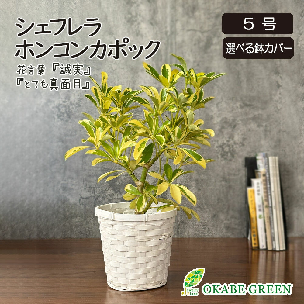 観葉植物 シェフレラ ホンコンカポック イエロー 斑入り 5号 ラッピング無料 選べる鉢カバー ベージュ 白竹 かご PPライナー付 父の日 ギフト プレゼント ヤドリフカノキ おしゃれ お祝い 誕生日 送料無料