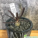 母の日 鉢植え ギフト プレゼント 観葉植物 小さい パキポディウム ロスラーツム カクチペス 選べる樹形 【現品】 3号 ラッピング無料 黒陶器鉢 ソーサー付...
