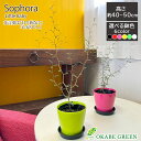 【店内全品2個で10%OFFクーポン配布】 観葉植物 小さい ソフォラ リトルベイビー 3.5号 カラープラスチック鉢 ラッピング無料 黒皿付 鉢植え お祝い ...