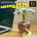 【店内全品ポイント2倍】 母の日 鉢植え ギフト プレゼント 観葉植物 ハイドロボール ハイドロカルチャー パキラ 土をつかわない ミニ観葉 誕生日 初心者 小...