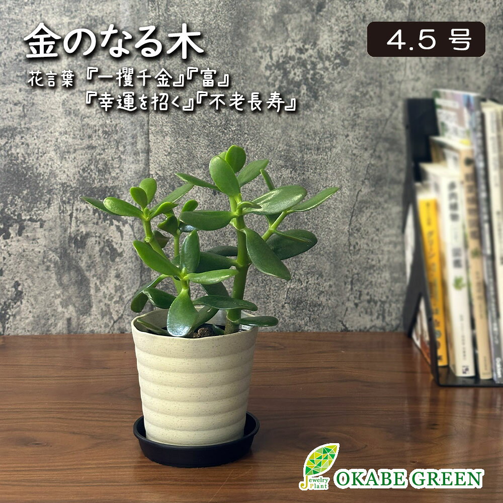 観葉植物 お中元 小さい 金のなる木 4.5号 ベージュセラアート鉢 ラッピング無料 成金草 花月 多肉植物 おしゃれ 人気 鉢植え お祝い 誕生日 父の日 ギフト プレゼント 開店祝 開業祝い 新築祝い 送料無料