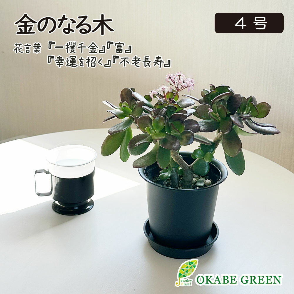 観葉植物 小さい 金のなる木 4号 黒プラスチック鉢 ラッピング無料 成金草 桜花月 多肉植物 小さいおしゃれ 鉢植え お祝い 誕生日 開店祝 引越祝 新築祝 インテリア 送料無料 [黒3]