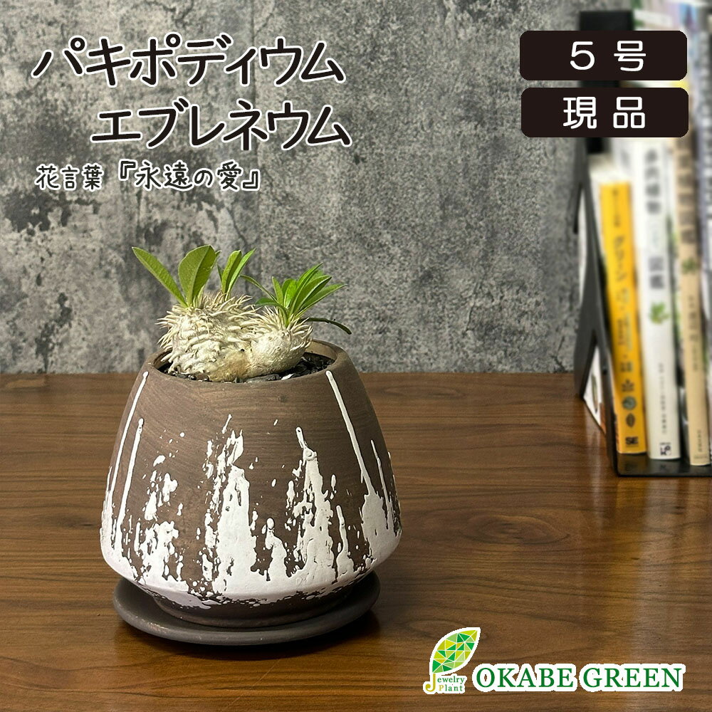 【希少品種】 観葉植物 パキポディウム エブレネウム 【現品】 5号 デザイン陶器鉢 ラッピング無料 塊根植物 コーデックス レア品種 鉢植え お祝い 誕生日 プレゼント ギフト 贈り物 インテリア 送料無料