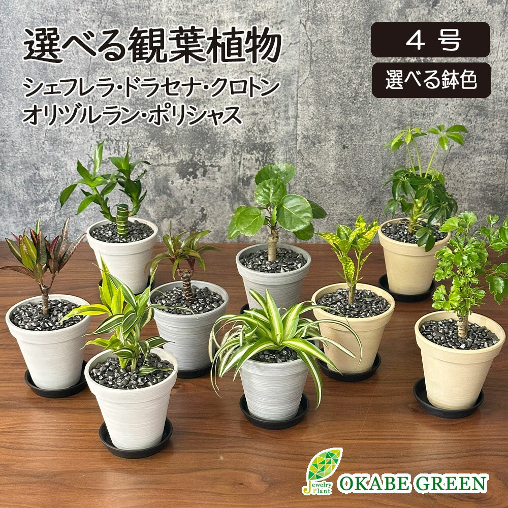 【2個同時購入5％OFFクーポン配布中】 観葉植物 小さい ミニ 選べる 品種 4号 エコポット鉢 ラッピング無料 ドラセナ シェフレラ ポリシャス クロトン オリヅルラン おしゃれ 鉢植え 花言葉 誕生日 父の日 ギフト プレゼント 新築祝い お祝い 送料無料 [黒2]
