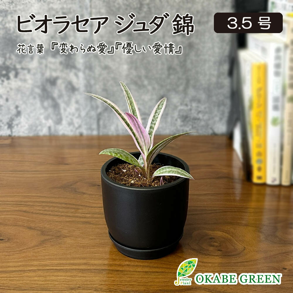 観葉植物 小さい ビオラセア ジュダ 錦 3.5号 ラッピング無料 黒ポット 斑入り レア おしゃれ 鉢植え 人気 お祝い 誕生日 お歳暮 ギフト プレゼント 贈り物 送料無料 [黒2]