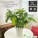 母の日 鉢植え ギフト プレゼント 観葉植物 クテナンテ ルベルシアーナ 斑入り 7号 【現品】 プラスチック鉢 ラッピング無料 受皿付 おしゃれ 鉢植え 人気...