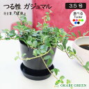 観葉植物 フィカス シャングリラ つる性 ガジュマルの木 3.5号 選べる カラープラスチック鉢 がじゅまる 鉢植え おしゃれ 花言葉 多幸の木 誕生日 プレゼ...