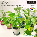 観葉植物 小さい ポトス グリーン 3.5号 選べる カラープラスチック鉢 おしゃれ 人気 鉢植え お祝い 誕生日 ギフト プレゼント インテリア 卓上サイズ ...