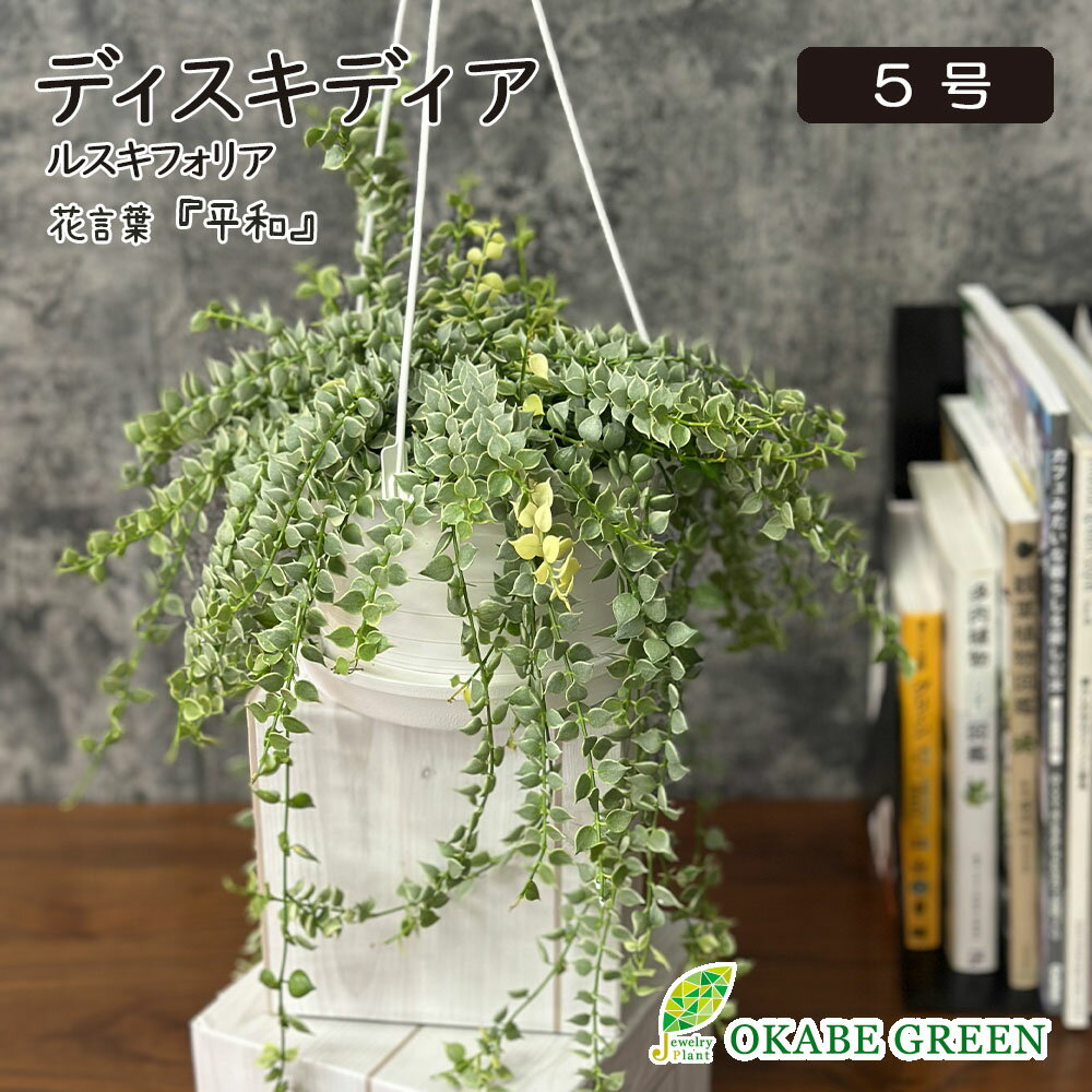 乐天商城 - 観葉植物 ディスキディア ルスキフォリア 斑入り 5号 白プラスチック鉢 吊り棒付 ラッピング無料 鉢植え おしゃれ お祝い 父の日 ギフト プレゼント 誕生日 開店祝 送料無料