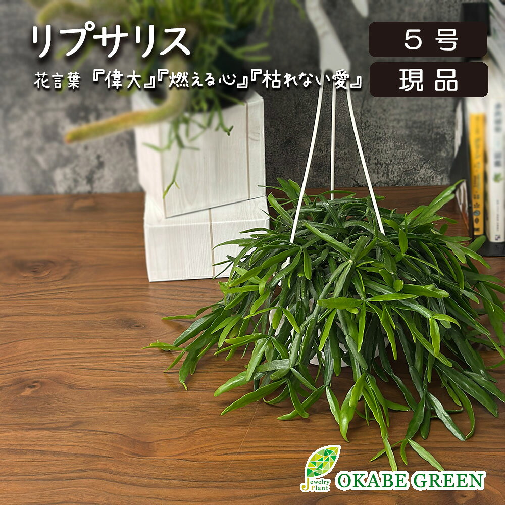 【店内全品5％OFFクーポン配布中】 観葉植物 お中元 リプサリス 5号 【現品】 白プラスチック鉢 吊り棒付き おしゃれ 鉢植え お祝い 父の日 ギフト プレゼント 誕生日 開店祝 引っ越し祝 新築祝 インテリア 送料無料
