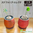 【希少品種】 観葉植物 ステファニア エレクタ 選べる樹形 【現品】 3号 オレンジ レッド 陶器鉢 ラッピング無料 塊根植物 コーデックス レア品種 鉢植え お祝い 誕生日 贈り物 インテリア 送料無料