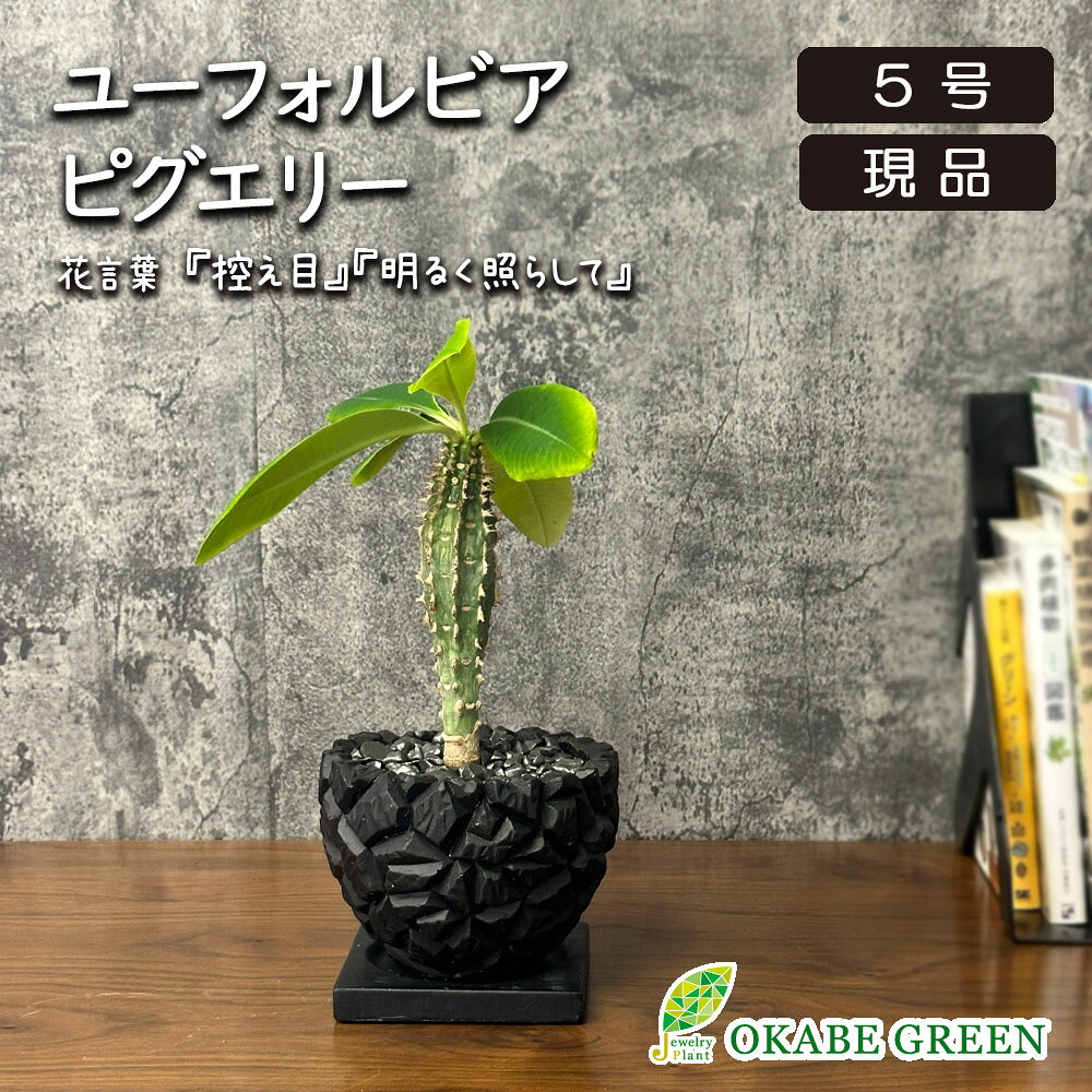 【希少品種】 観葉植物 お中元 ユーフォルビア ピグエリー 【現品】 5号 黒陶器鉢 ラッピング無料 レア品種 鉢植え 父の日 ギフト プレゼント お祝い 誕生日 贈り物 インテリア 送料無料