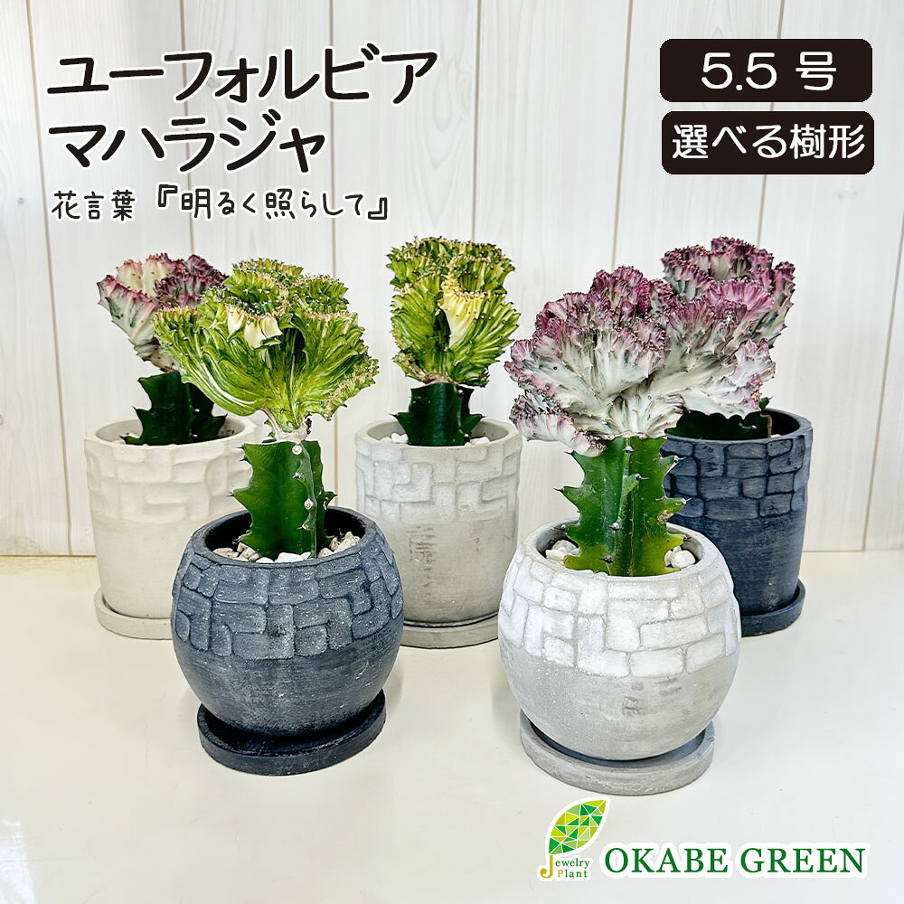 観葉植物 ユーフォルビア マハラジャ 【現品】 選べる樹形 デザイン陶器鉢 5.5号 多肉植物 鉢植え お祝い 誕生日 お歳暮 ギフト プレゼント 贈り物 引越し祝い 開店祝い 開業祝 インテリア 送料無料