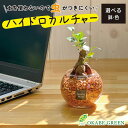 【店内全品ポイント2倍】 母の日 鉢植え ギフト プレゼント 観葉植物 ハイドロカルチャー ガジュマル オレンジゼオライト 土を使わない ミニ 観葉 誕生日 初...