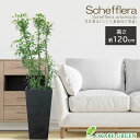 観葉植物 大型 シェフレラ ホンコンカポック 7号 【現品】 選べる樹形 アートストーン ラッピング無料 グリーン 幹曲がり 細葉 ヤドリフカノキ おしゃれ 鉢...