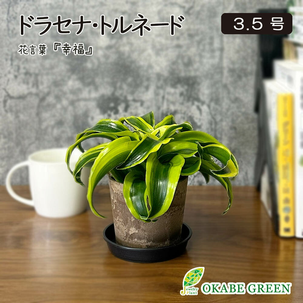 観葉植物 小さい ドラセナ トルネード 3.5号 プラスチック鉢 ラッピング無料 鉢皿付 おしゃれ お祝い 誕生日 お歳暮 ギフト プレゼント 引越祝い 新築祝い インテリア 送料無料 [黒3]