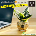 【店内全品ポイント2倍】 母の日 鉢植え ギフト プレゼント 観葉植物 ハイドロカルチャー サンスベリア ベージュゼオライト 土を使わない ミニ 観葉 誕生日 ...