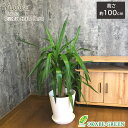 【店内全品ポイント2倍】 母の日 鉢植え ギフト プレゼント 観葉植物 大型 ユッカ マヤツリー 8号 白セラアート鉢 ラッピング無料 受皿付 おしゃれ 鉢植え...