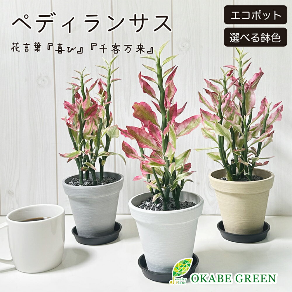 楽天市場】Moneytree(観葉植物|花・観葉植物):花・ガーデン 楽天市場】Moneytree(観葉植物|花・観葉植物):花・ガーデン