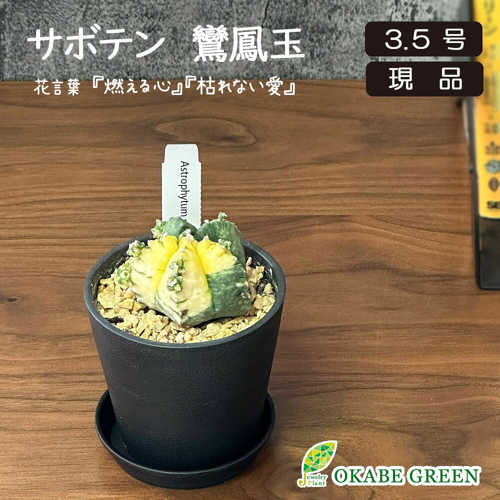 観葉植物 【希少品種】 サボテン ランポー玉 鸞鳳玉 【現品】 黒プラスチック鉢 ラッピング無料 斑入り レア 多肉植物 おしゃれ 鉢植え お祝い 敬老 ギフト プレゼント 誕生日 開店祝 インテリア 送料無料