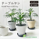 【店内全品2個で10%OFFクーポン配布】 観葉植物 小さい テーブルヤシ 4号 エコポット鉢 ラッピング無料 黒皿付 黒デコジャリ小付 おしゃれ 母の日 ギフ...