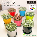 観葉植物 小さい フィットニア 選べる葉色 3.5号 選べる カラープラスチック鉢 おしゃれ 人気 小さい 鉢植え お祝い 誕生日 ギフト プレゼント 開店祝 ...