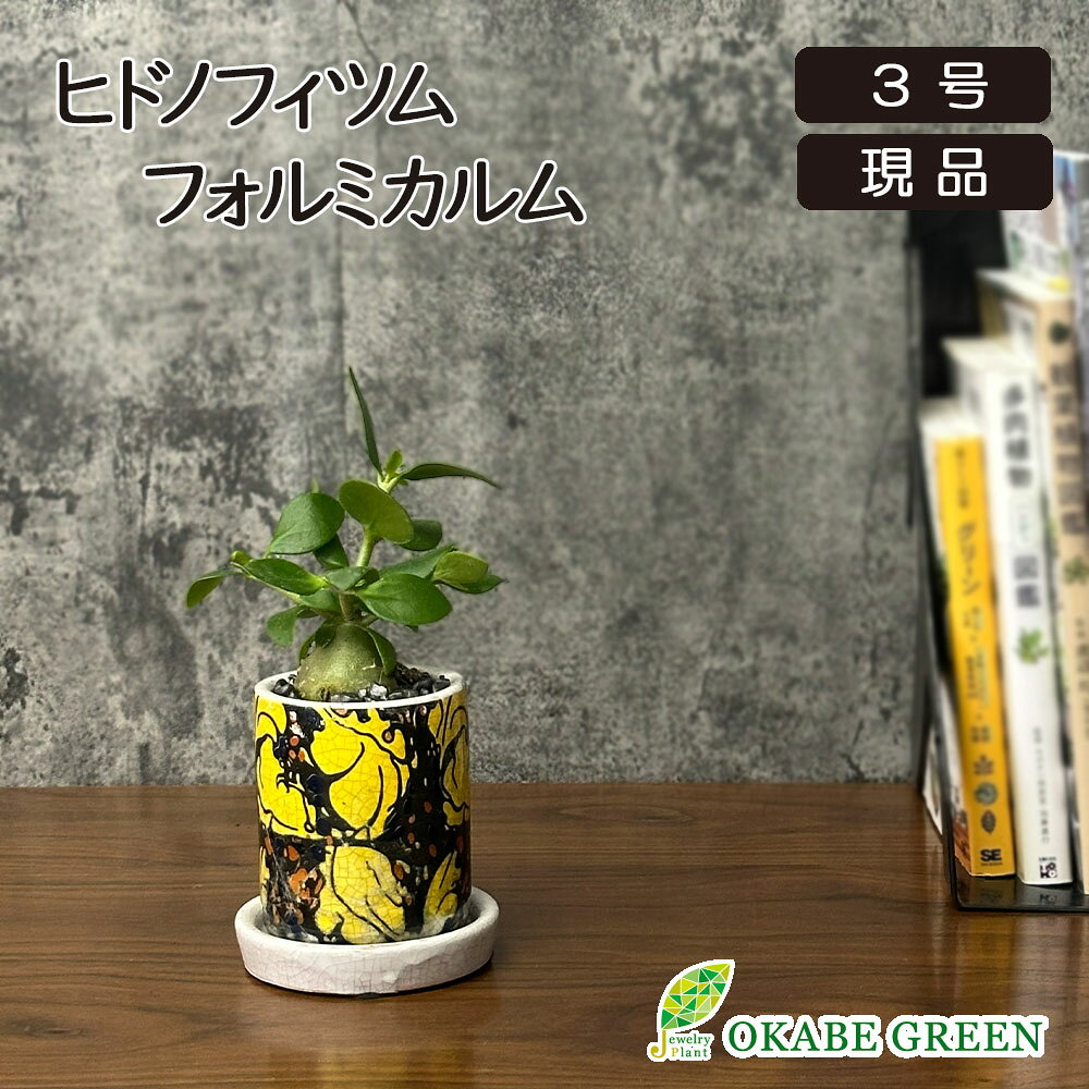  観葉植物 お中元 希少品種 ヒドノフィツム フォルミカルム  3号 陶器鉢 ラッピング無料 ミニ 可愛い おしゃれ 小さい 鉢植え お祝い 父の日 ギフト プレゼント 誕生日 インテリア 送料無料