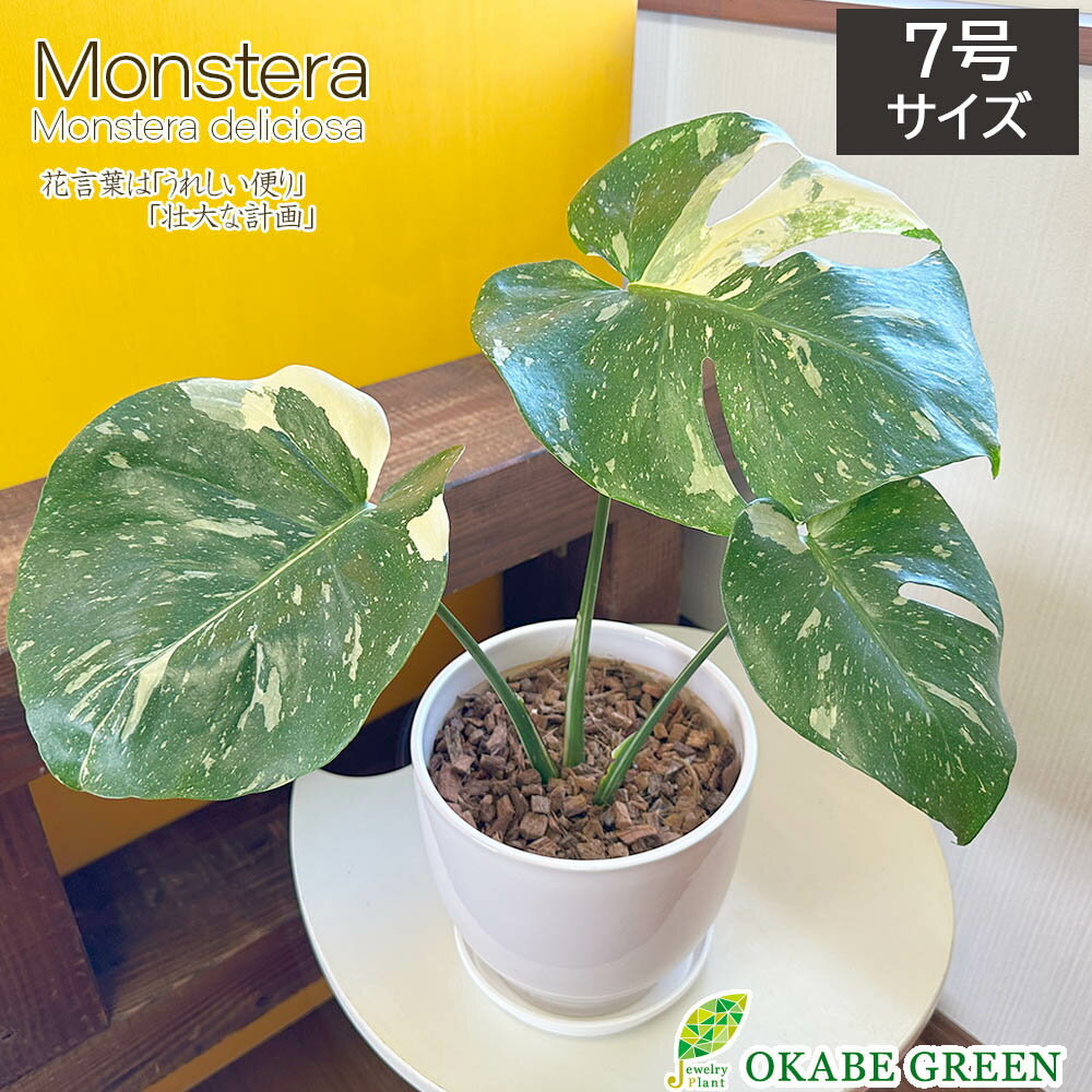 楽天市場】モンステラ 斑入り(カラーホワイト)(花・観葉植物 楽天市場】モンステラ 斑入り(カラーホワイト)(花・観葉植物
