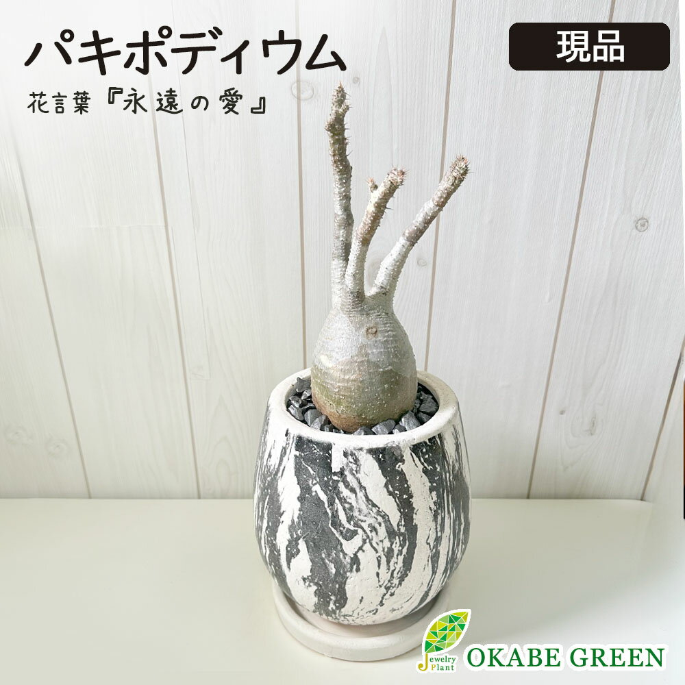 楽天市場】パキポディウム(高さ(植物)~ 70.9cm)の通販 楽天市場】パキポディウム(高さ(植物)~ 70.9cm)の通販