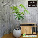 観葉植物 大型 パキラ 幹曲がり 8号 丸型プランター ラッピング無料 選べる色 ベージュ ブラック おしゃれ 鉢植え お祝い 誕生日 敬老 ギフト プレゼント 敬老 開店祝い 引越祝い 新築祝い インテリア 送料無料