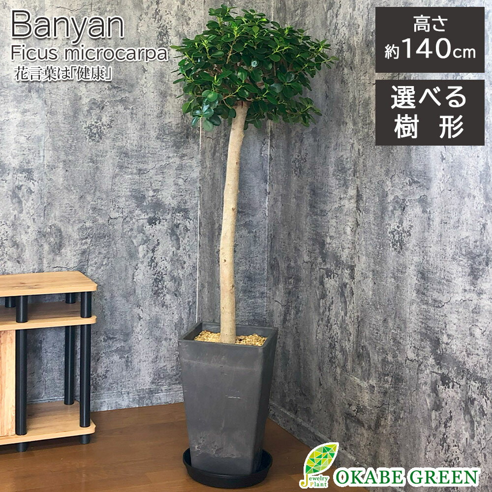 観葉植物 大型 パンダガジュマルの木 がじゅまる フィカス 10号 【現品】 選べる樹形 スクエア黒 ...