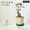 【店内全品ポイント2倍】 母の日 鉢植え ギフト プレゼント 観葉植物 ガジュマルの木 フィカス 4.5号 ラッピング無料 ベージュセラアート鉢 黒皿付 ベラボ...