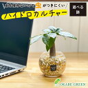 観葉植物 ハイドロカルチャー パキラ ベージュゼオライト 土を使わない ミニ 観葉 誕生日 ギフト プレゼント 初心者 小さい おしゃれ 開店祝 風水 卓上 玄関 インテリア 送料無料