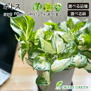 【店内全品ポイント2倍】 母の日 鉢植え ギフト プレゼント 観葉植物 ポトス グリーン ライム マーブル ステータス 素敵なプラスチック鉢 ラッピング無料 吊...