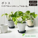 母の日 鉢植え ギフト プレゼント 観葉植物 ポトス グリーン エコポット鉢 4号 ラッピング無料 黒皿付 黒デコジャリ小付 おしゃれ 鉢植え 人気 お祝い 誕...