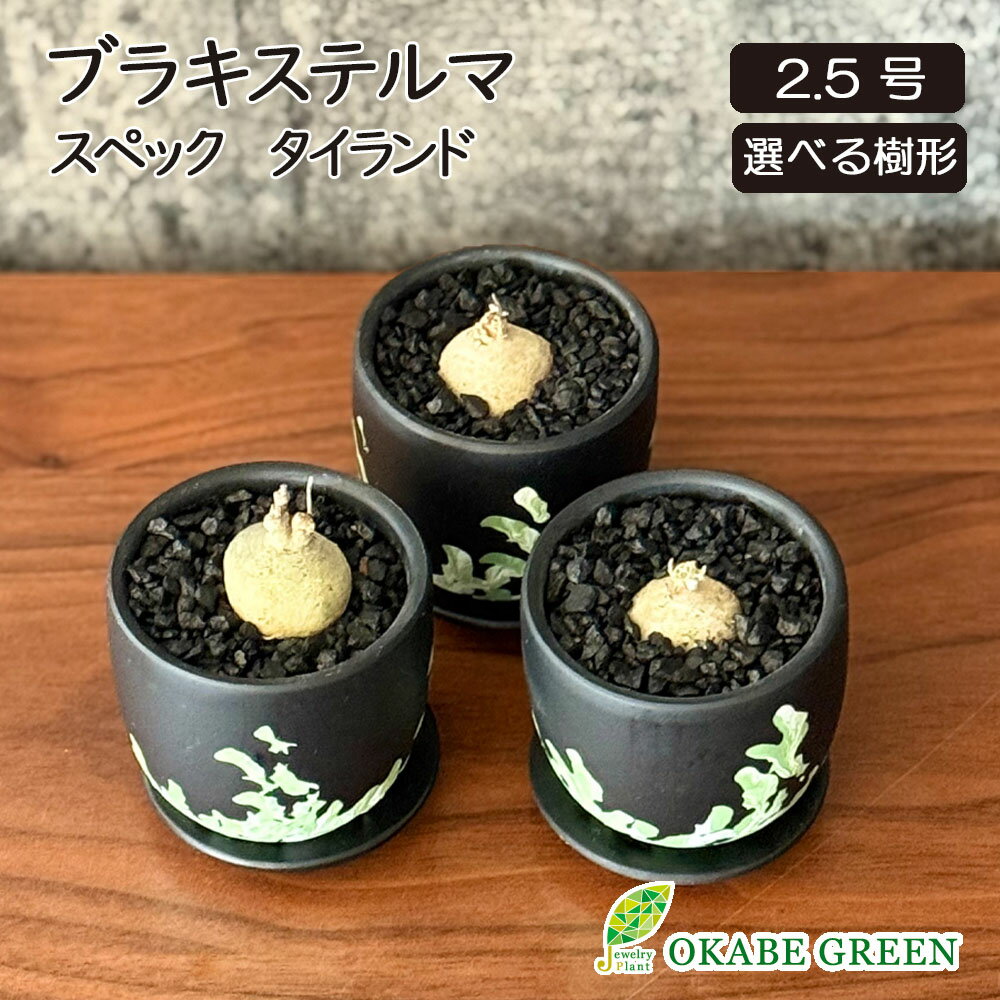 観葉植物 【希少品種】 小さい ブラキステルマ スペック タイランド ミニ 【現品】 ラッピング無料 選べる樹形 ほぼ出回っていない 黒デザイン陶器鉢 塊根植物 多肉植物 おしゃれ 誕生日 母の日 プレゼント 送料無料