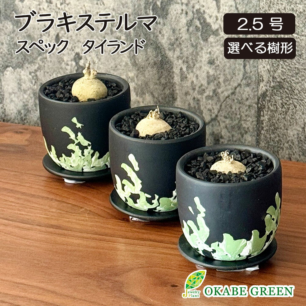 観葉植物 【希少品種】 小さい ブラキステルマ スペック タイランド ミニ 【現品】 ラッピング無料 選べる樹形 ほぼ出回っていない 黒デザイン陶器鉢 塊根植物 多肉植物 おしゃれ 誕生日 母の日 プレゼント 送料無料
