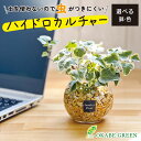 【店内全品ポイント2倍】 母の日 鉢植え ギフト プレゼント 観葉植物 ハイドロカルチャー アイビー ヘデラ ベージュゼオライト 土を使わない ミニ 観葉 誕生...
