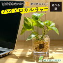 【店内全品ポイント2倍】 母の日 鉢植え ギフト プレゼント 観葉植物 ハイドロカルチャー ポトス ベージュゼオライト 土を使わない ミニ 観葉 誕生日 初心者...