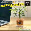 【店内全品ポイント2倍】 母の日 鉢植え ギフト プレゼント 観葉植物 ハイドロカルチャー テーブルヤシ オレンジゼオライト 土を使わない ミニ 観葉 誕生日 ...